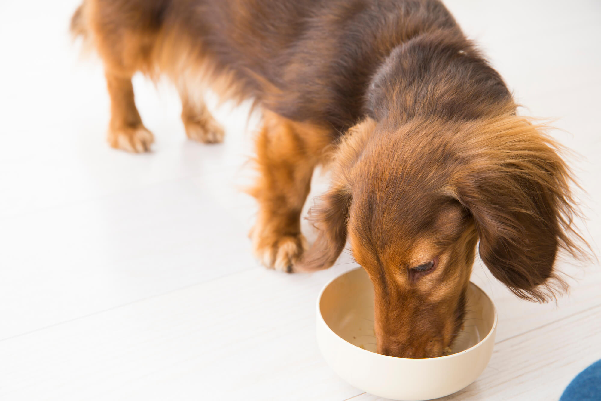 愛犬の食欲不振を予防する方法